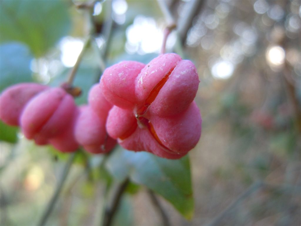 Bacche rosse - Euonymus europaeus